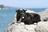 BORDER COLLIE 1580